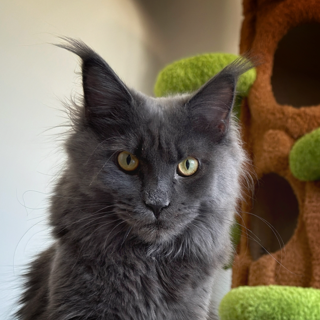 HDCoonz Tilly of GiantCoons