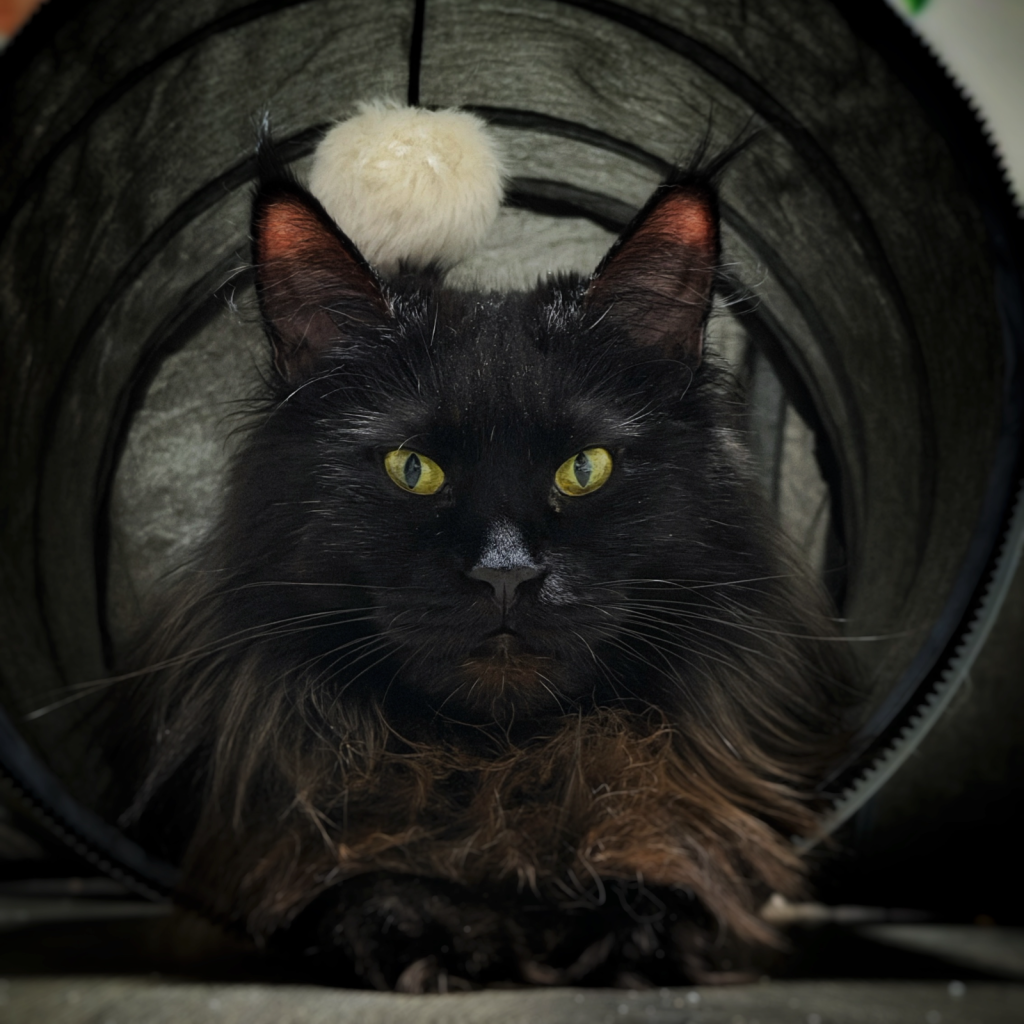FancyLynx Bianca of GiantCoons