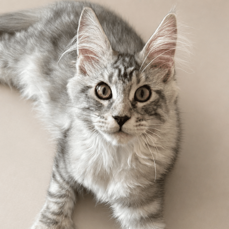 Purradisemcoons Phan of Giantcoons