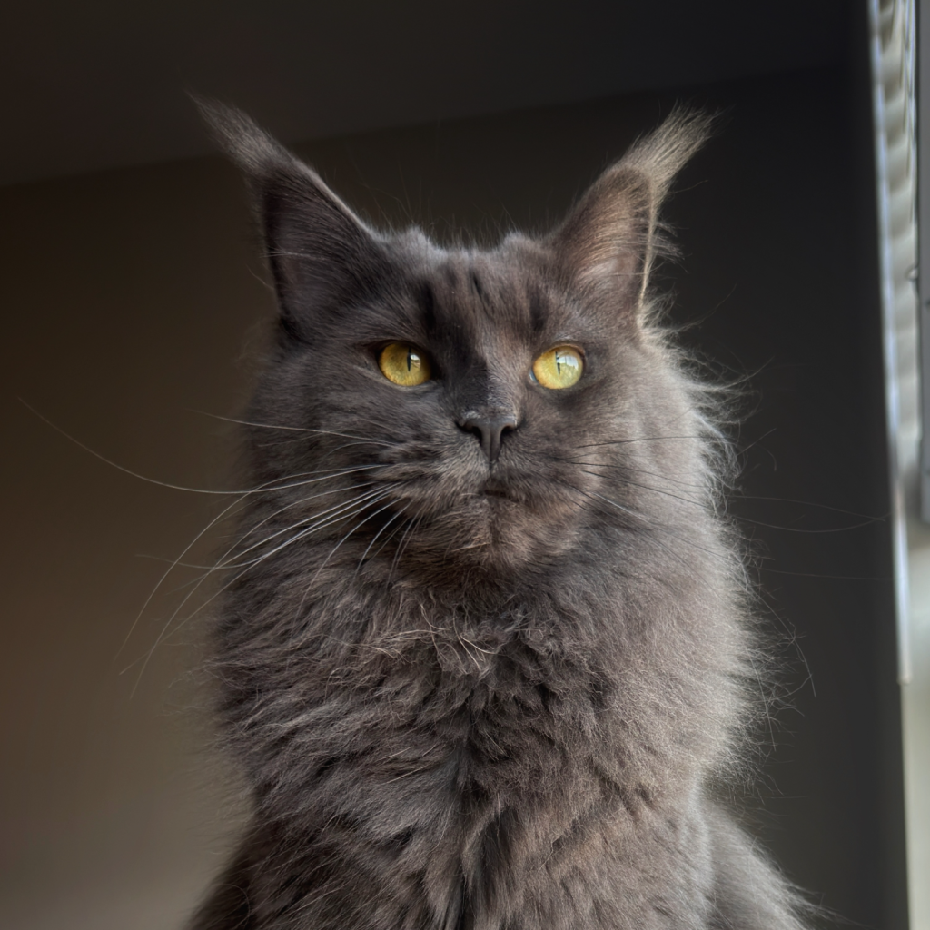 HDCoonz Tilly of GiantCoons