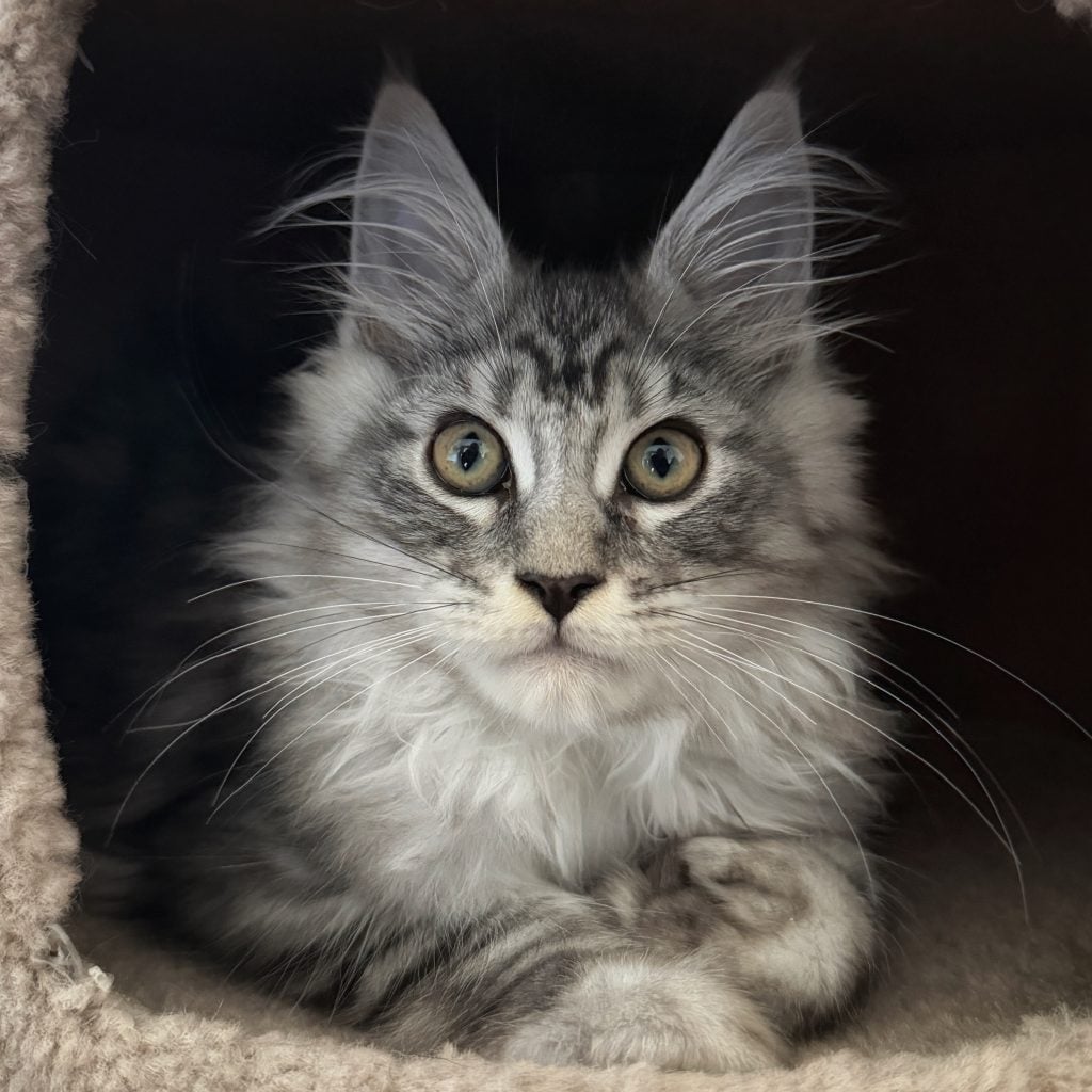 Purradisemcoons Phantom of Giantcoons