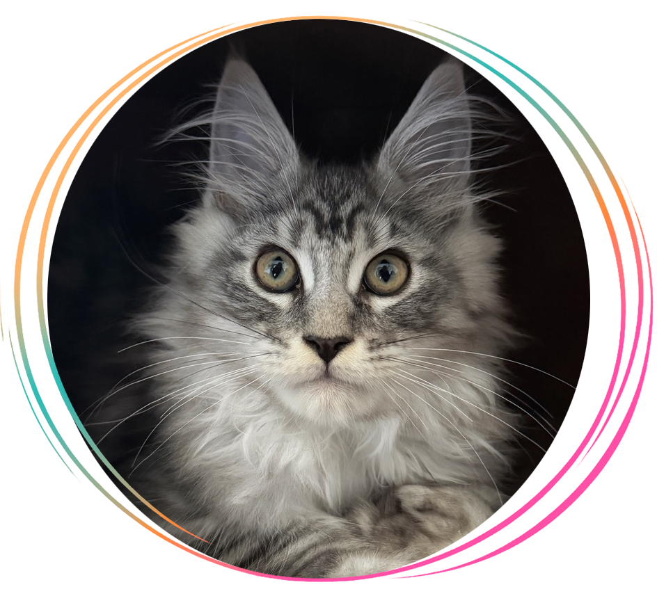 Phantom, a Maine Coon at Indiana Giant Maine Coons
