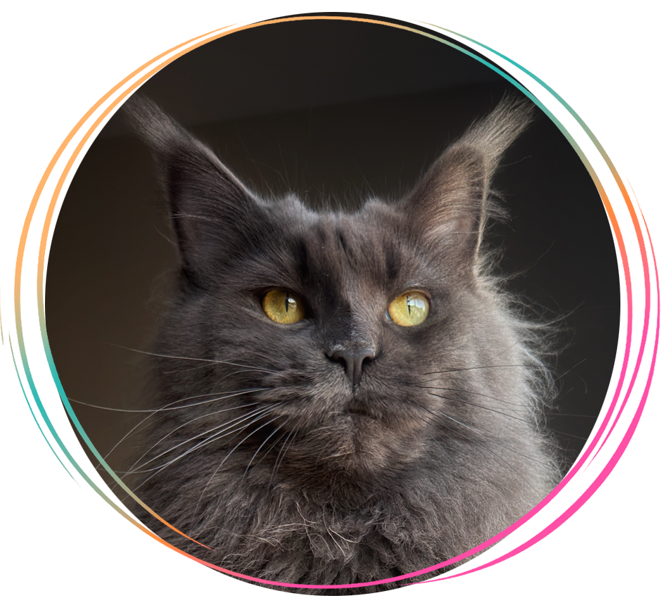 Tilly, a Maine Coon at Indiana Giant Maine Coons
